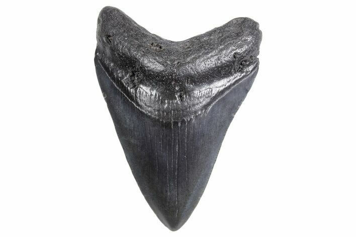 Fossil Megalodon Tooth - South Carolina #358990